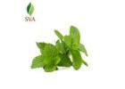 Bulk Peppermint Oil – Premium Quality at Wholesale Prices